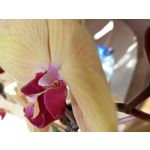 Zdjęcia użytkowników Meizu MX4