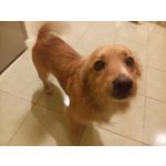 Zdjęcia użytkowników Meizu MX4