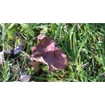 Zdjęcia użytkowników Microsoft Lumia 535 Dual SIM