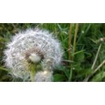 Zdjęcia użytkowników Microsoft Lumia 535 Dual SIM