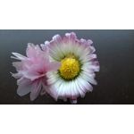 Zdjęcia użytkowników Microsoft Lumia 535 Dual SIM