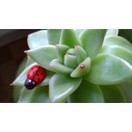 Zdjęcia użytkowników Microsoft Lumia 535 Dual SIM