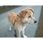 Zdjęcia użytkowników Microsoft Lumia 535