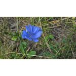 Zdjęcia użytkowników Microsoft Lumia 550