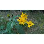 Zdjęcia użytkowników Microsoft Lumia 550