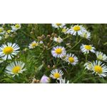 Zdjęcia użytkowników Microsoft Lumia 550