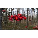 Zdjęcia użytkowników Microsoft Lumia 550