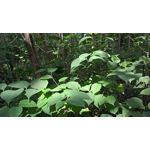 Zdjęcia użytkowników Microsoft Lumia 550