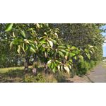 Zdjęcia użytkowników Microsoft Lumia 550