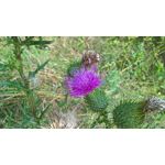 Zdjęcia użytkowników Microsoft Lumia 550