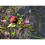 Zdjęcia użytkowników Microsoft Lumia 550