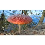 Zdjęcia użytkowników Microsoft Lumia 650 Dual SIM