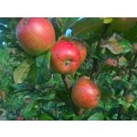 ZDJĘCIA Z TEGO TELEFONU