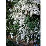 ZDJĘCIA Z TEGO TELEFONU