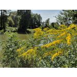 Zdjęcia użytkowników Motorola Defy 2021