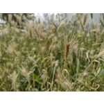 Zdjęcia użytkowników Motorola Defy 2021