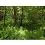 Zdjęcia użytkowników Motorola Defy 2021