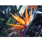 ZDJĘCIA Z TEGO TELEFONU ZDJĘCIA Z TEGO TELEFONU