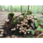 Zdjęcia użytkowników Motorola Edge 20 Lite