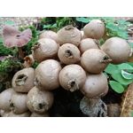 Zdjęcia użytkowników Motorola Edge 20 Lite