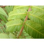 Zdjęcia użytkowników Motorola Edge 20 Lite