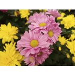 Zdjęcia użytkowników Motorola Edge 20 Lite