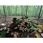 Zdjęcia użytkowników Motorola Edge 20 Lite