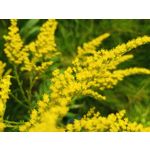 Zdjęcia użytkowników Motorola Edge 20 Lite