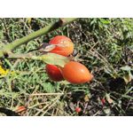 Zdjęcia użytkowników Motorola Edge 40 Neo Dual SIM