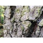 Zdjęcia użytkowników Motorola Edge 40 Neo Dual SIM