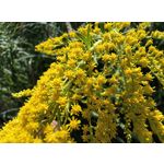 Zdjęcia użytkowników Motorola Edge 40 Neo Dual SIM