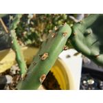 Zdjęcia użytkowników Motorola Edge 40 Neo Dual SIM