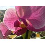 Zdjęcia użytkowników Motorola Edge 40 Neo Dual SIM