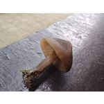 Zdjęcia użytkowników Motorola Edge 40 Pro