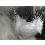 Zdjęcia użytkowników Motorola Edge 40 Pro