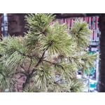 Zdjęcia użytkowników Motorola Edge 40 Pro