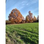 ZDJĘCIA Z TEGO TELEFONU