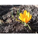 Zdjęcia użytkowników Motorola Moto E5 Plus