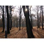 Zdjęcia użytkowników Motorola Moto G 2015