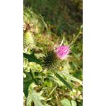 Zdjęcia użytkowników Motorola Moto G 2nd Gen