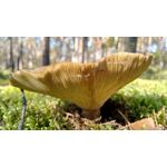 Zdjęcia użytkowników Motorola Moto G 2nd Gen