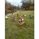 ZDJĘCIA Z TEGO TELEFONU ZDJĘCIA Z TEGO TELEFONU