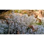 Zdjęcia użytkowników Motorola Moto G 2nd Gen