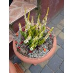 Zdjęcia użytkowników Motorola Moto G 2nd Gen