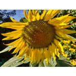 Zdjęcia użytkowników Motorola Moto G 5G