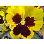 Zdjęcia użytkowników Motorola Moto G 5G