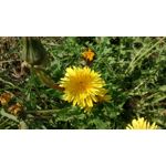 Zdjęcia użytkowników Motorola Moto G LTE