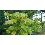 ZDJĘCIA Z TEGO TELEFONU