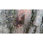 ZDJĘCIA Z TEGO TELEFONU