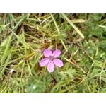 Zdjęcia użytkowników Motorola Moto G22